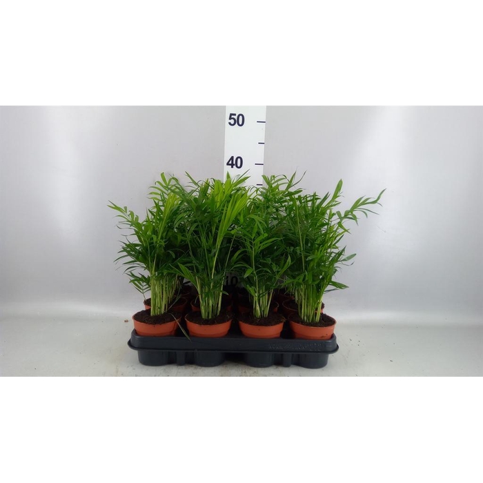 <h4>Chamaedorea elegans</h4>