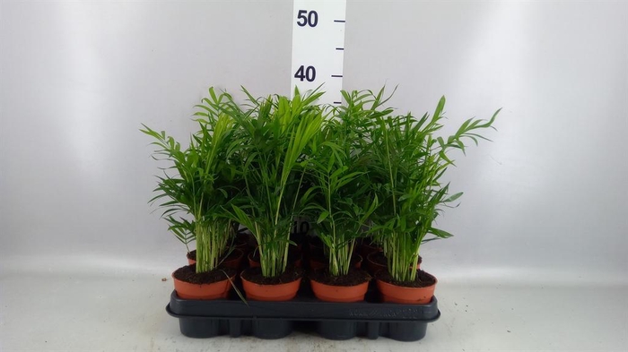 Chamaedorea elegans