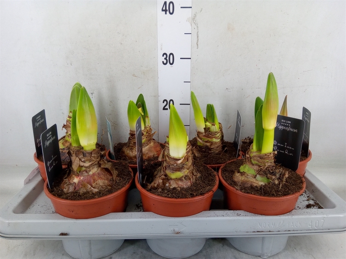 <h4>Hippeastrum   ...</h4>