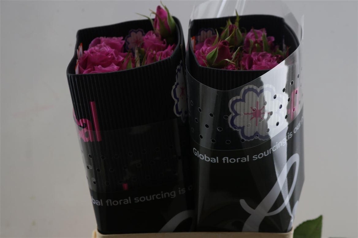 <h4>R Gr Victorian Gia</h4>