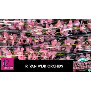 CYMB T CANDY