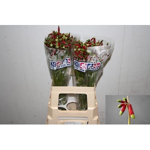 DICHEL RED PRINCESS