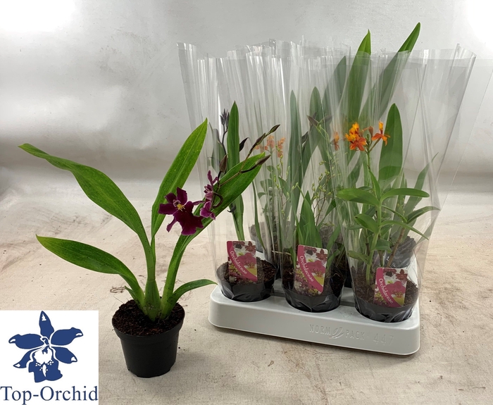 <h4>ORCHIDEEEN GEM</h4>