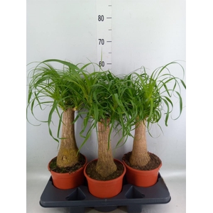 Beaucarnea recurvata