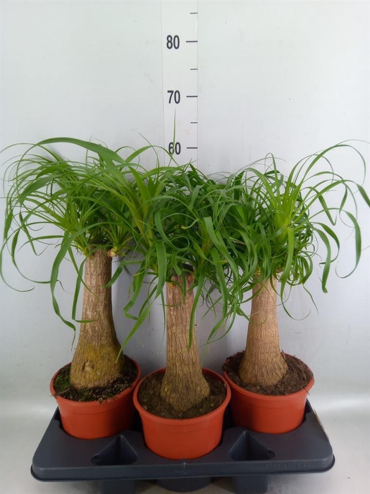 <h4>Beaucarnea recurvata</h4>