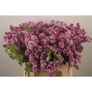 Syringa Per Bunch Lavendel