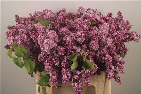 <h4>Syringa Per Bunch Lavendel</h4>