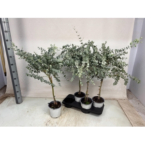 EUCAL GUNNII