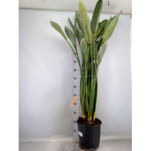 Strelitzia reg.