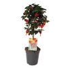 Abutilon Big Bell stam