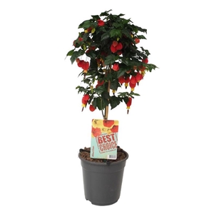 Abutilon Big Bell stam