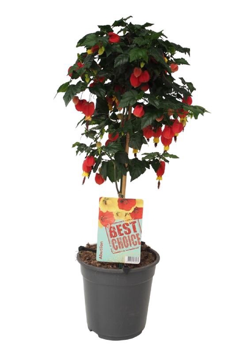 <h4>Abutilon Big Bell stam</h4>