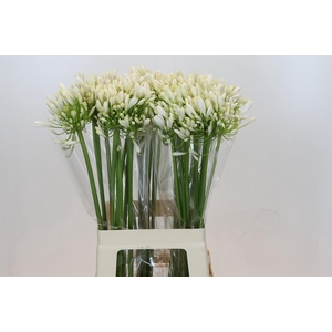 Agapanthus White Heaven