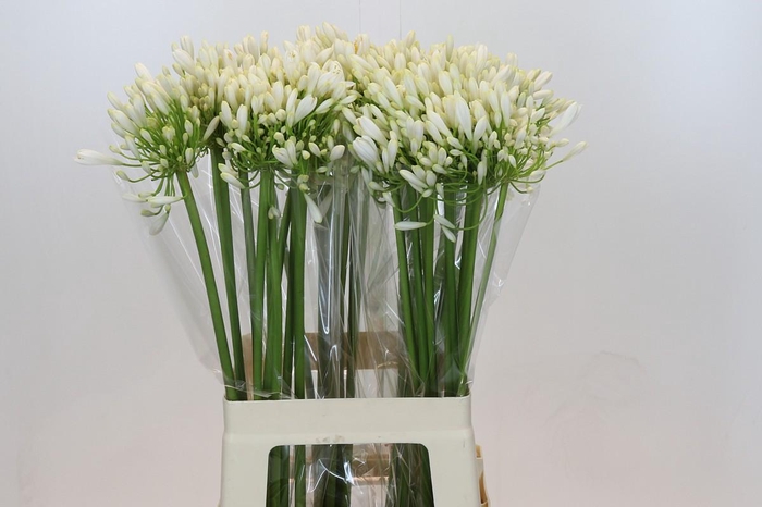 <h4>Agapanthus White Heaven</h4>