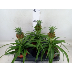 Ananas   ...