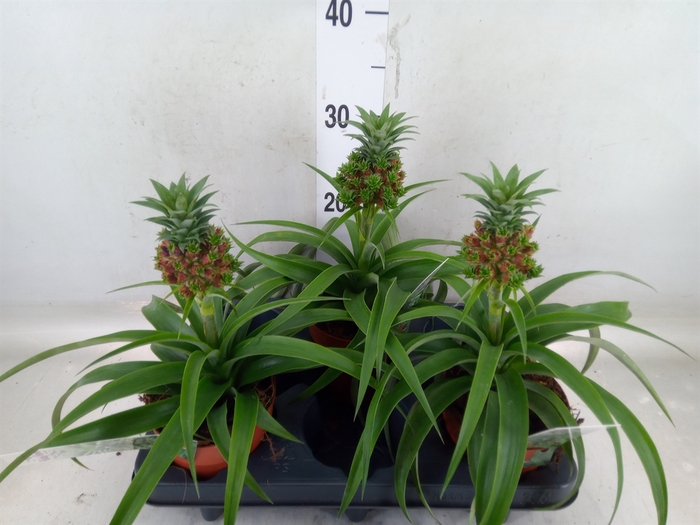 <h4>Ananas   ...</h4>