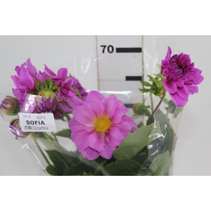 DALIA SOFIA 070 CM