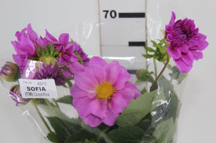 DALIA SOFIA 070 CM
