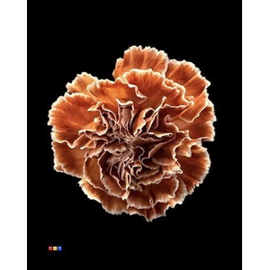 Dianthus St Latte