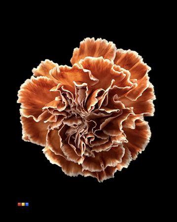 <h4>Dianthus St Latte</h4>