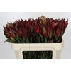 Leucadendron Saf Sunset Dark R.