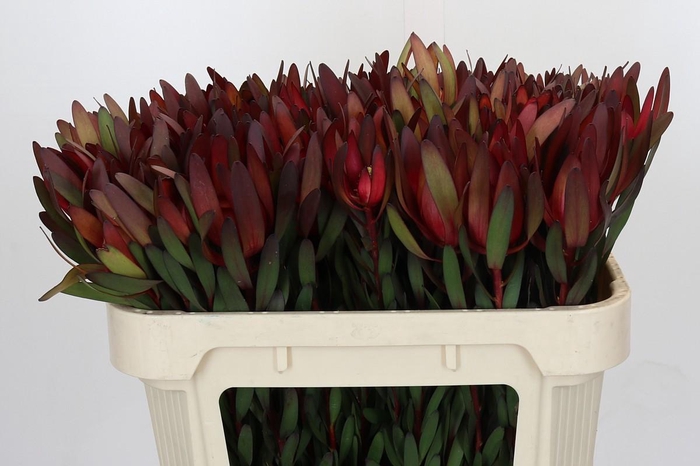 <h4>Leucadendron Safari Sunset</h4>