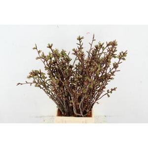 PRUNUS SERRULATA KANZAN PER STEM 050CM