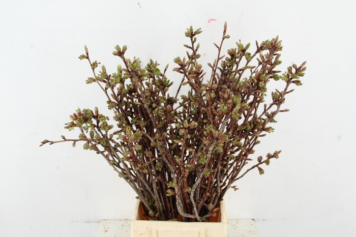 <h4>PRUNUS SERRULATA KANZAN PER STEM 050CM</h4>