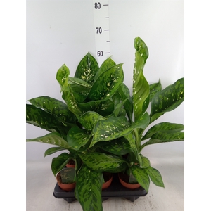 Dieffenbachia  'Crocodile'