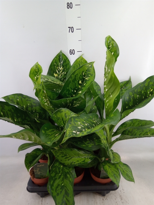 <h4>Dieffenbachia  'Crocodile'</h4>