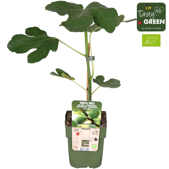 <h4>Ficus carica Brown Turkey</h4>