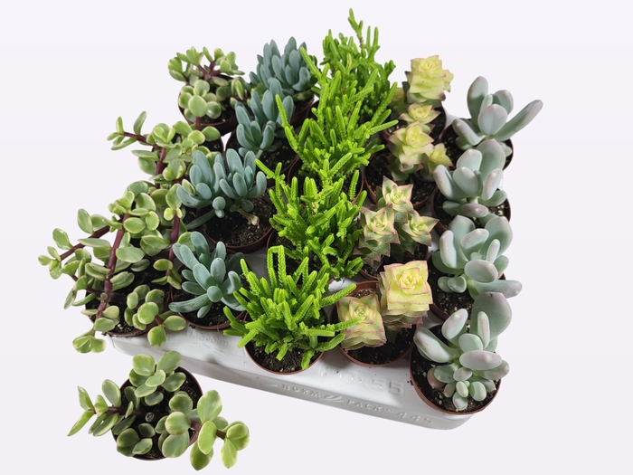 <h4>SUCC GEM 5 SRT</h4>