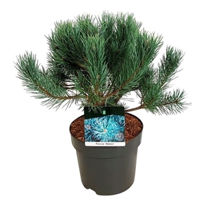 Pinus sylv. 'Watereri'