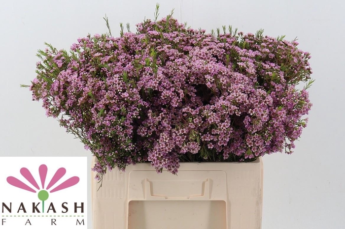 <h4>Cham Un Phoebe</h4>