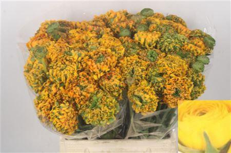 <h4>Ran Pon-pon Merlino Dark Yellow ( Green )</h4>