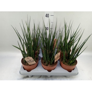 Sansevieria  'Fernwood'