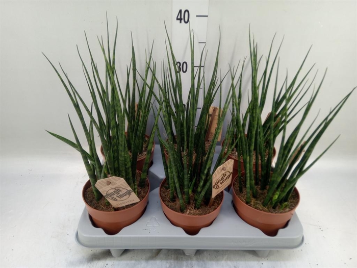 <h4>Sansevieria  'Fernwood'</h4>