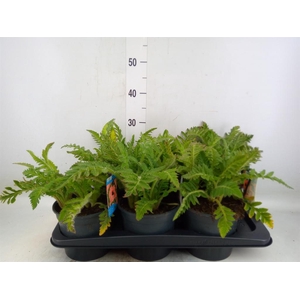 Papaver orientale 'Prinzess Viktor'