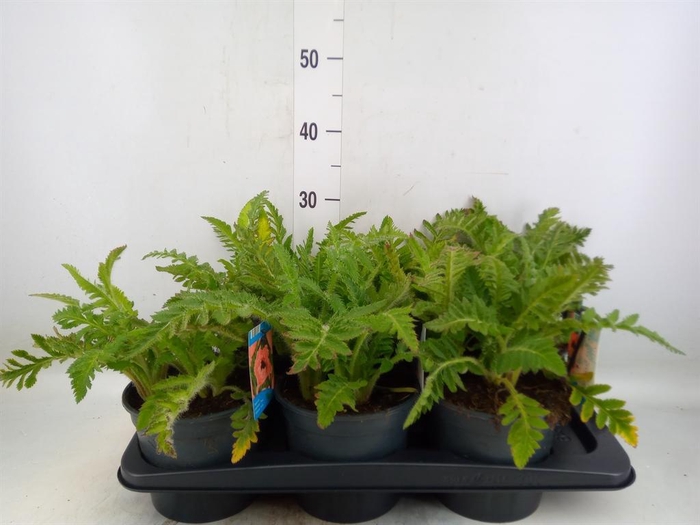 <h4>Papaver orientale 'Prinzess Viktor'</h4>