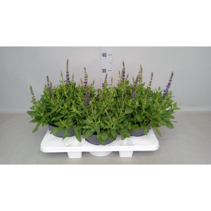 Salvia nemorosa 'Blauhuegel'