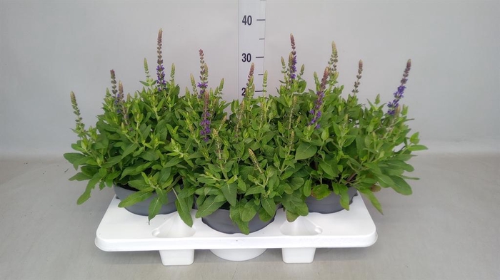 <h4>Salvia nemorosa 'Blauhuegel'</h4>