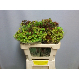 EUPH PURPUREA EUPH AM PURPUREA