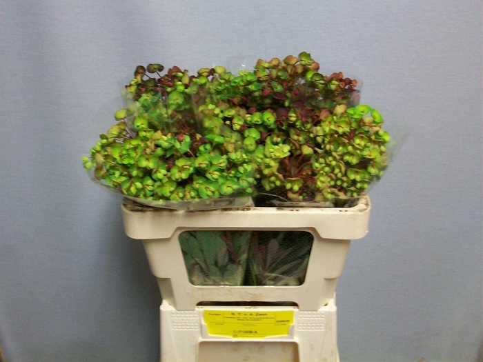 <h4>EUPH PURPUREA EUPH AM PURPUREA</h4>