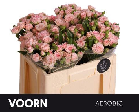 <h4>R TR AEROBIC</h4>