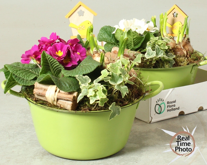 <h4>ARR TUINPLANTEN</h4>