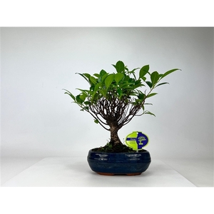 Ficus retusa, 19 cm., broom, without driptray