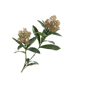 Skimmia Spray Pink
