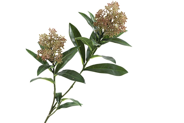 <h4>Skimmia Spray Pink</h4>