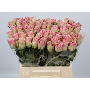 R GR BELLE ROSE