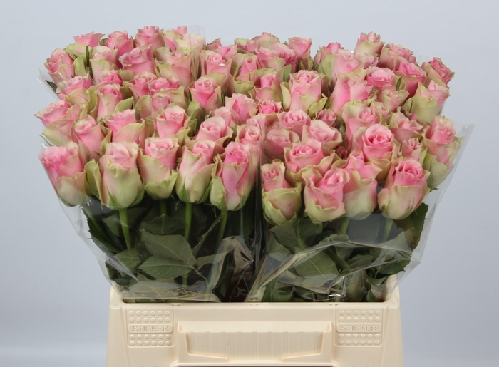 <h4>R GR BELLE ROSE</h4>